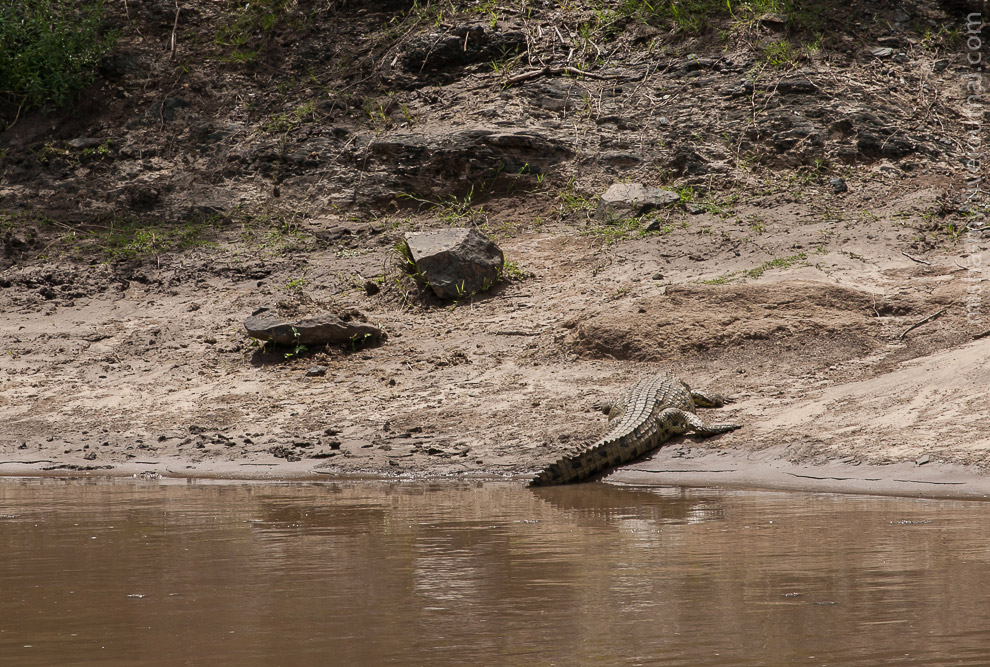 Масаи-Мара — самый известный заповедник в Кении