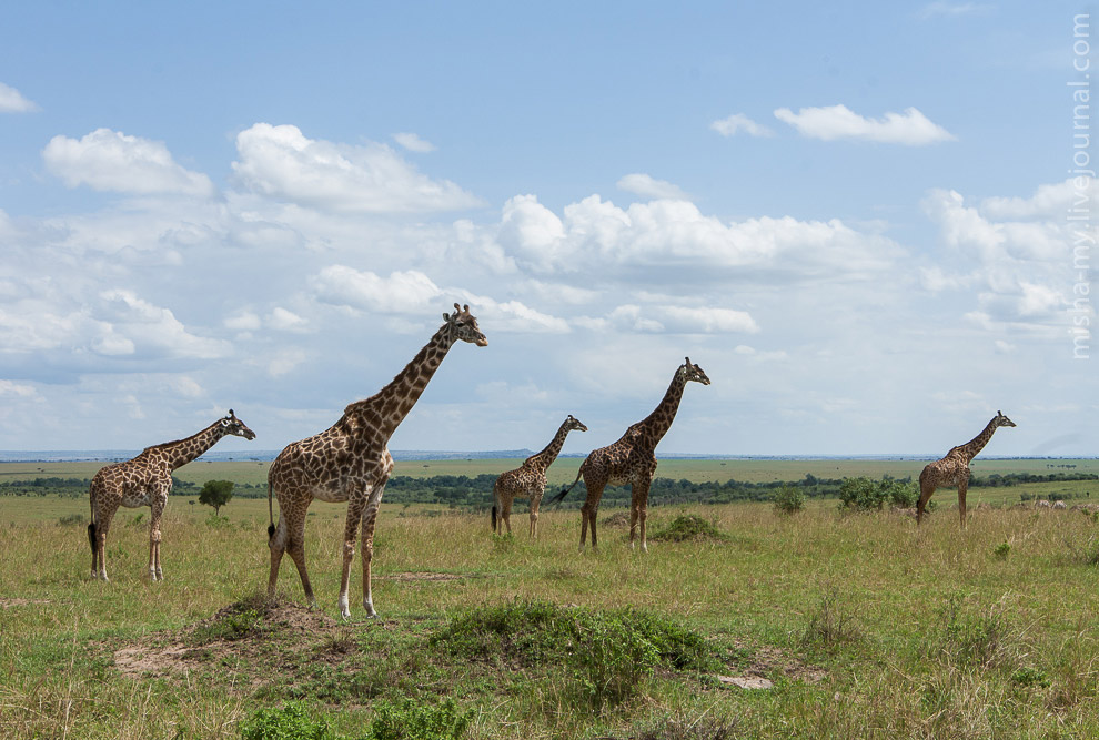 Масаи-Мара — самый известный заповедник в Кении