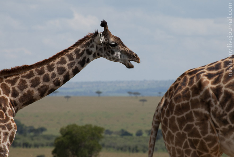 Масаи-Мара — самый известный заповедник в Кении