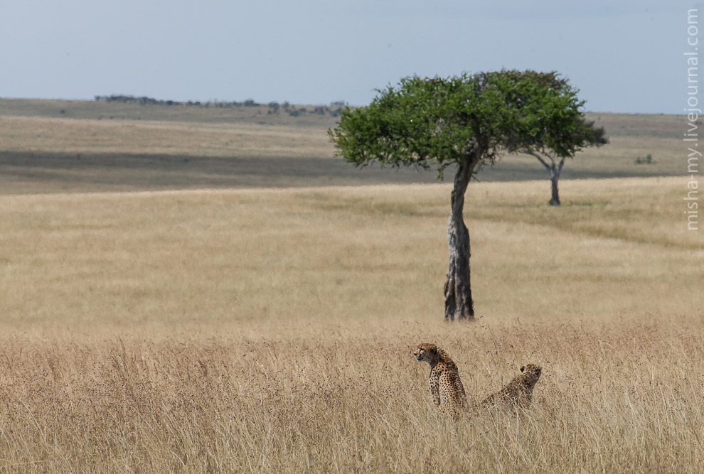 Масаи-Мара — самый известный заповедник в Кении