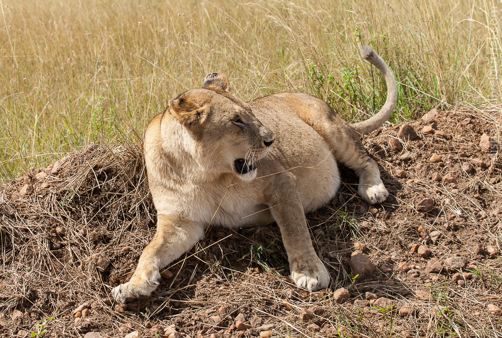 Масаи-Мара — самый известный заповедник в Кении