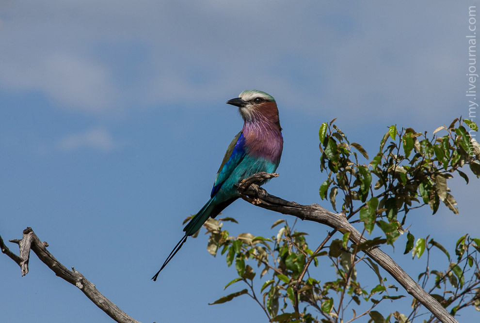 Масаи-Мара — самый известный заповедник в Кении