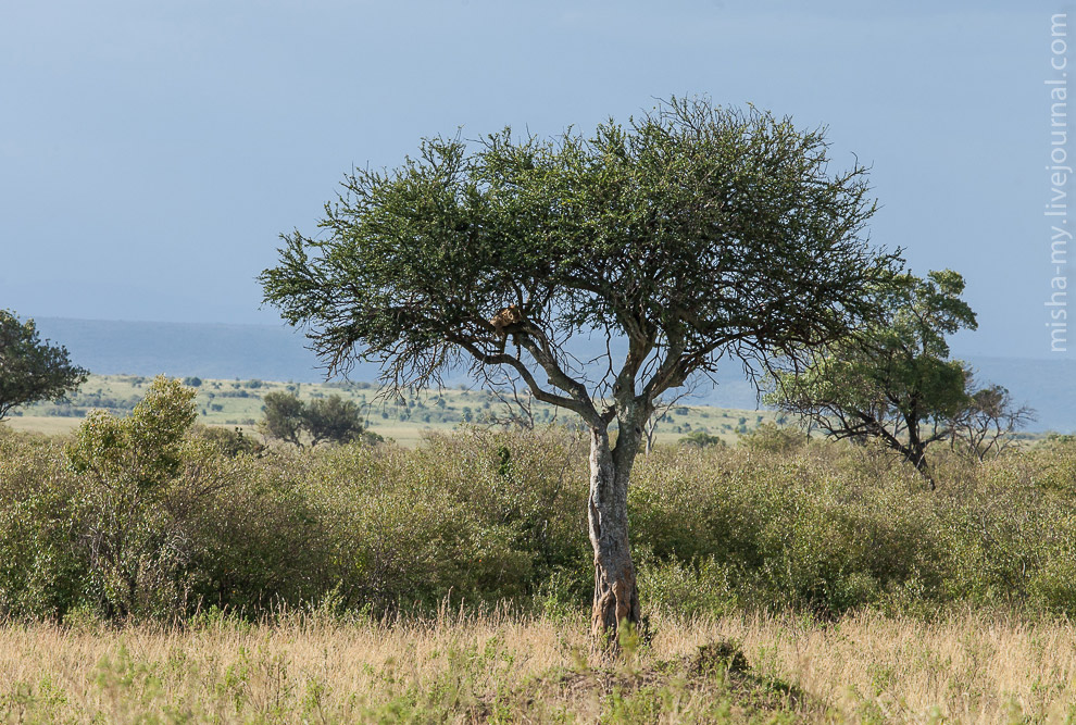 Масаи-Мара — самый известный заповедник в Кении
