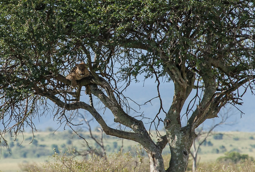 Масаи-Мара — самый известный заповедник в Кении