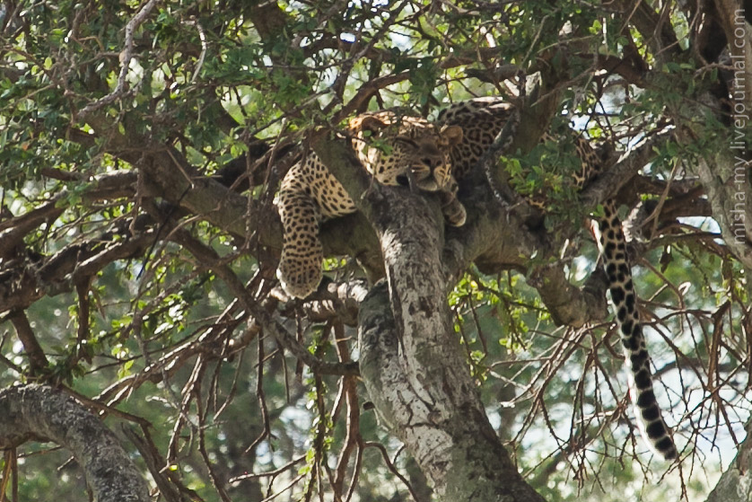 Масаи-Мара — самый известный заповедник в Кении