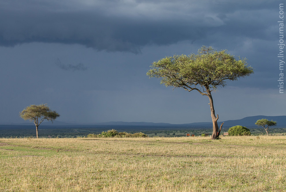 Масаи-Мара — самый известный заповедник в Кении