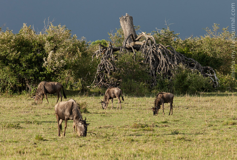 Масаи-Мара — самый известный заповедник в Кении