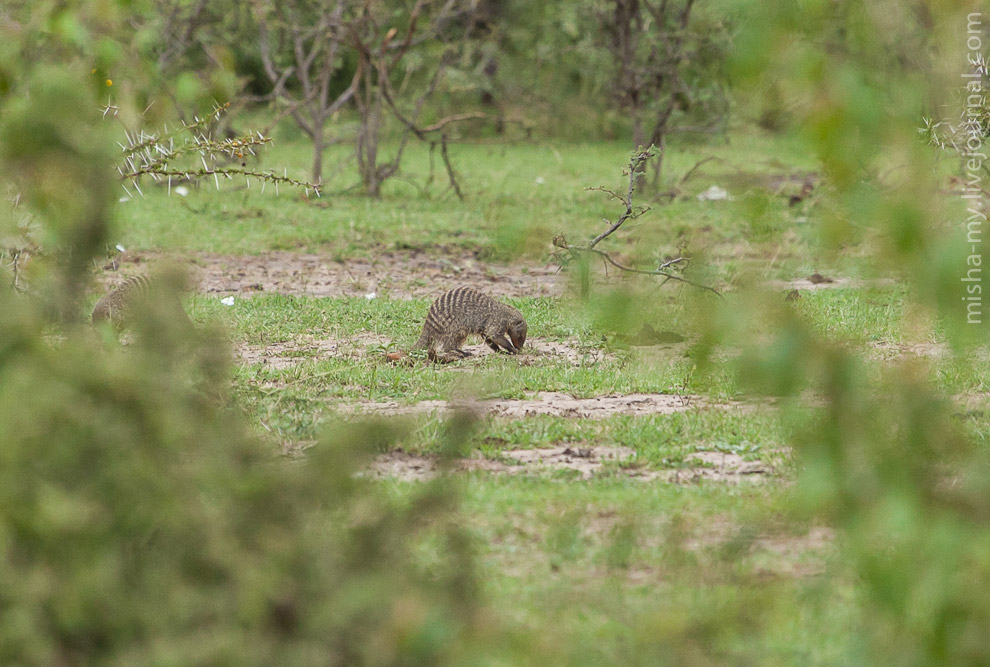 Масаи-Мара — самый известный заповедник в Кении