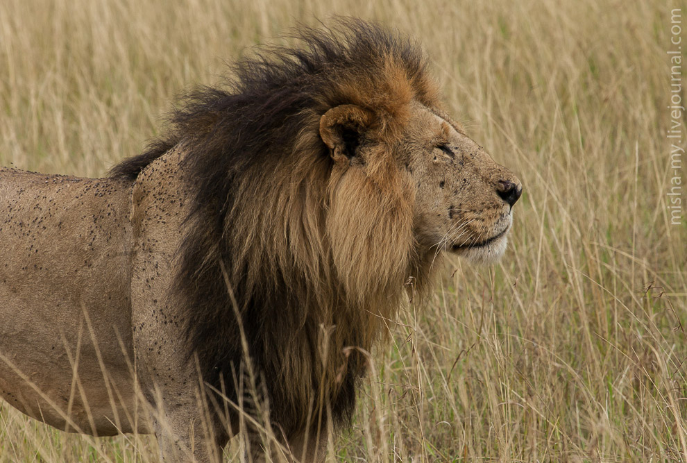 Масаи-Мара — самый известный заповедник в Кении