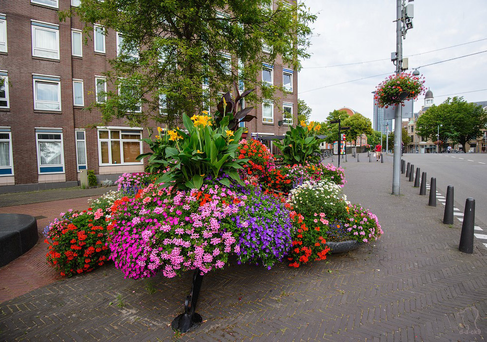Прогулка по Гааге Прогулка по Гааге