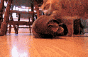 Животные проказничают