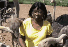 Животные проказничают