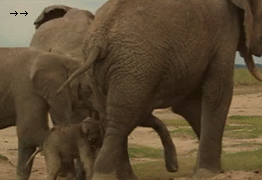 Животные проказничают