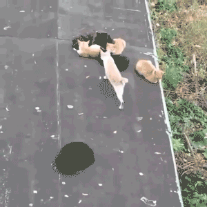 Животные проказничают