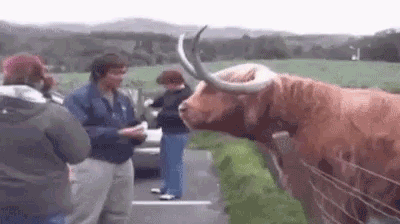 Животные проказничают