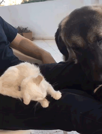 Животные проказничают