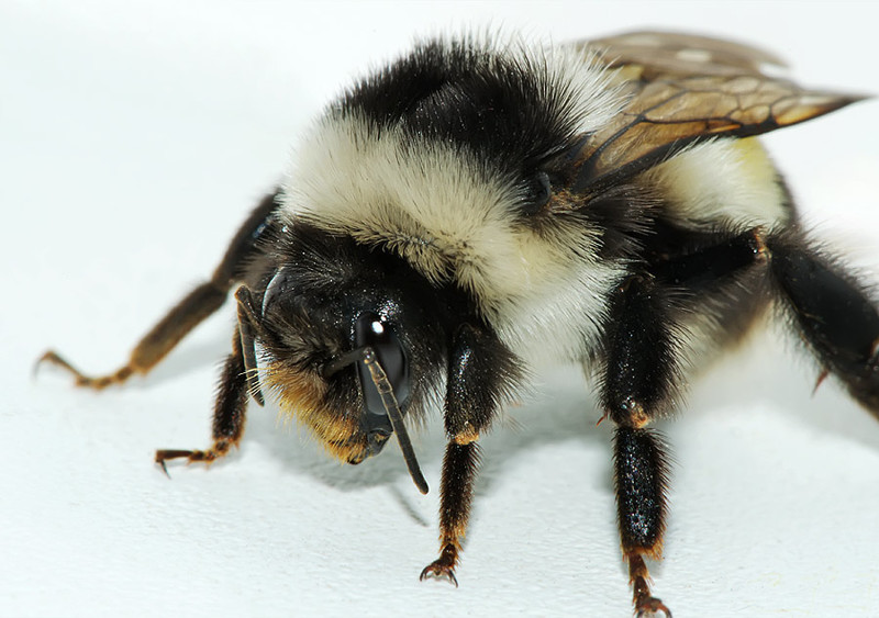 Шмели. Интересные факты