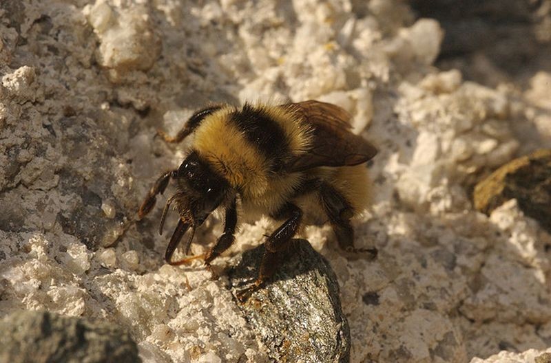 Шмели. Интересные факты