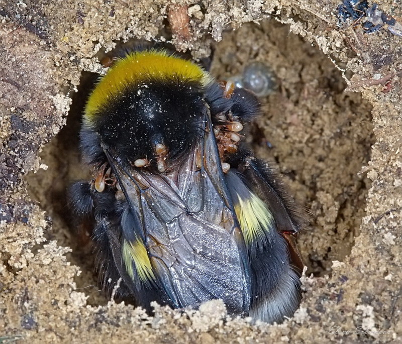 Шмели. Интересные факты