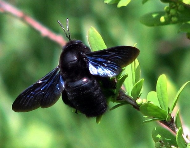 Шмели. Интересные факты