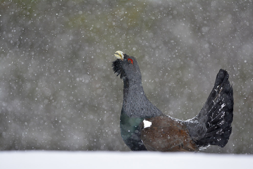 Они остались зимовать