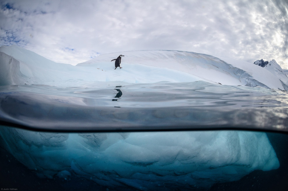Они остались зимовать