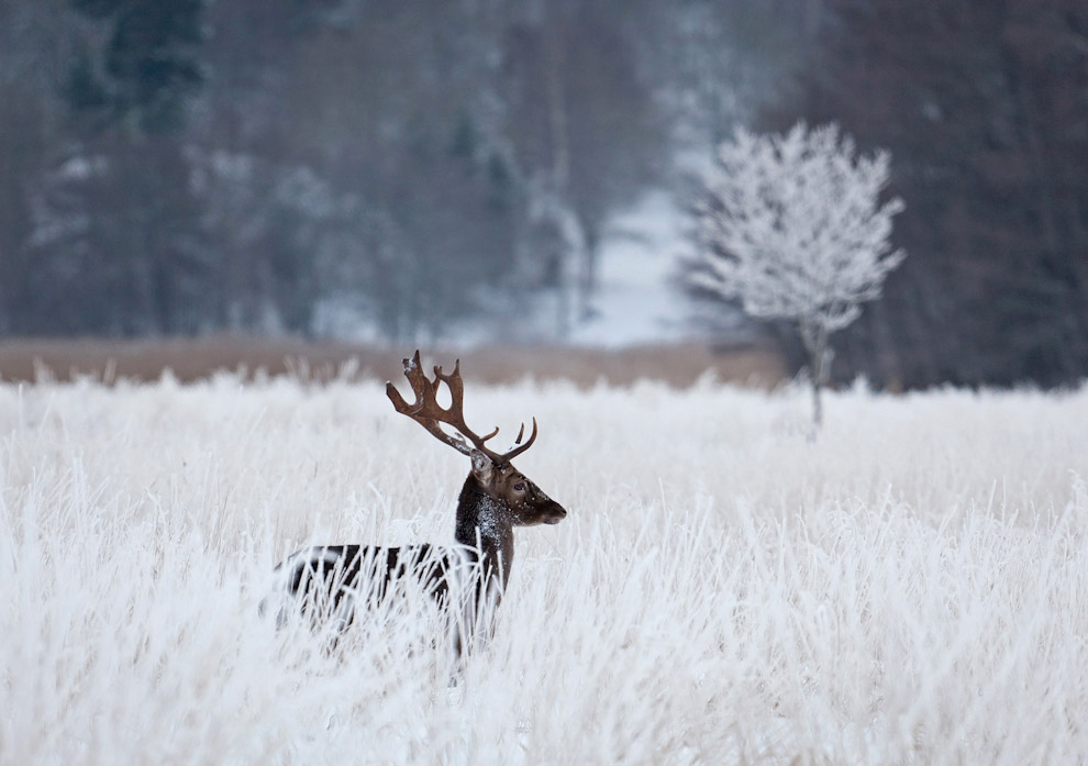 Они остались зимовать
