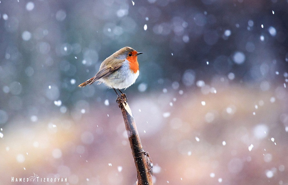 Они остались зимовать