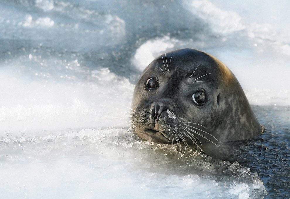 Они остались зимовать