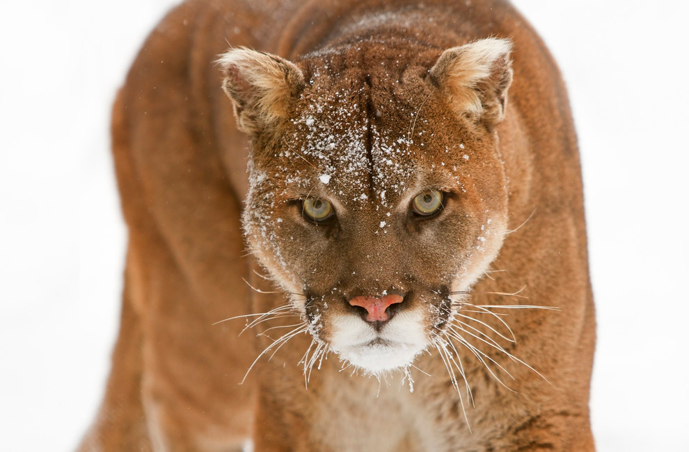 Они остались зимовать