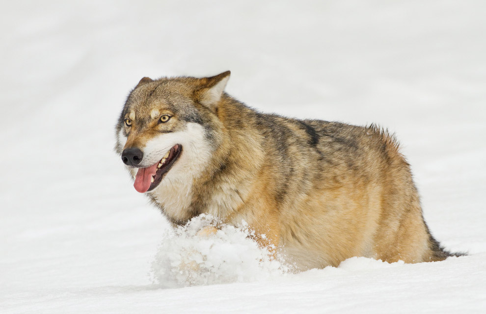 Они остались зимовать