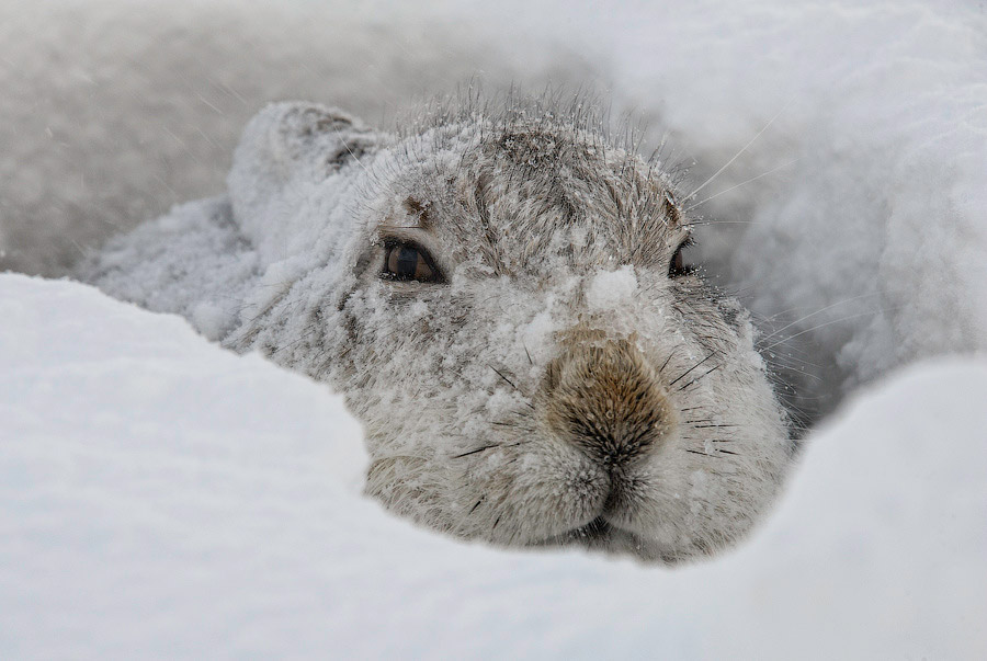 Они остались зимовать