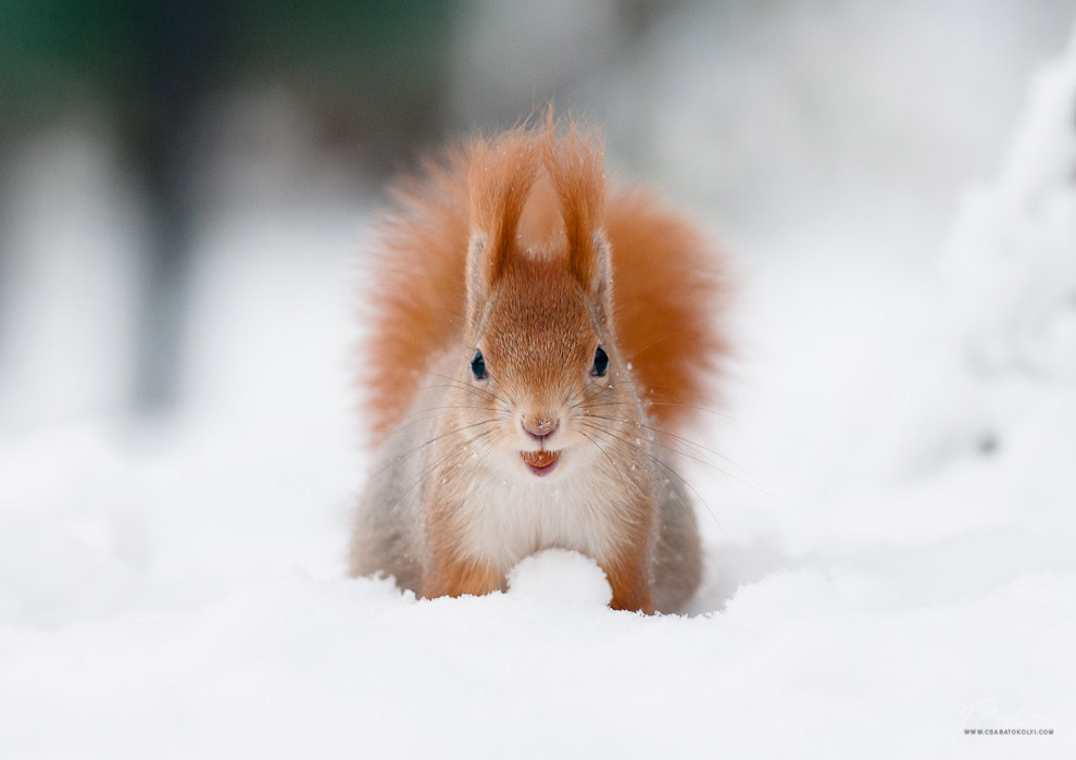 Они остались зимовать