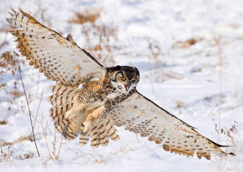 Они остались зимовать