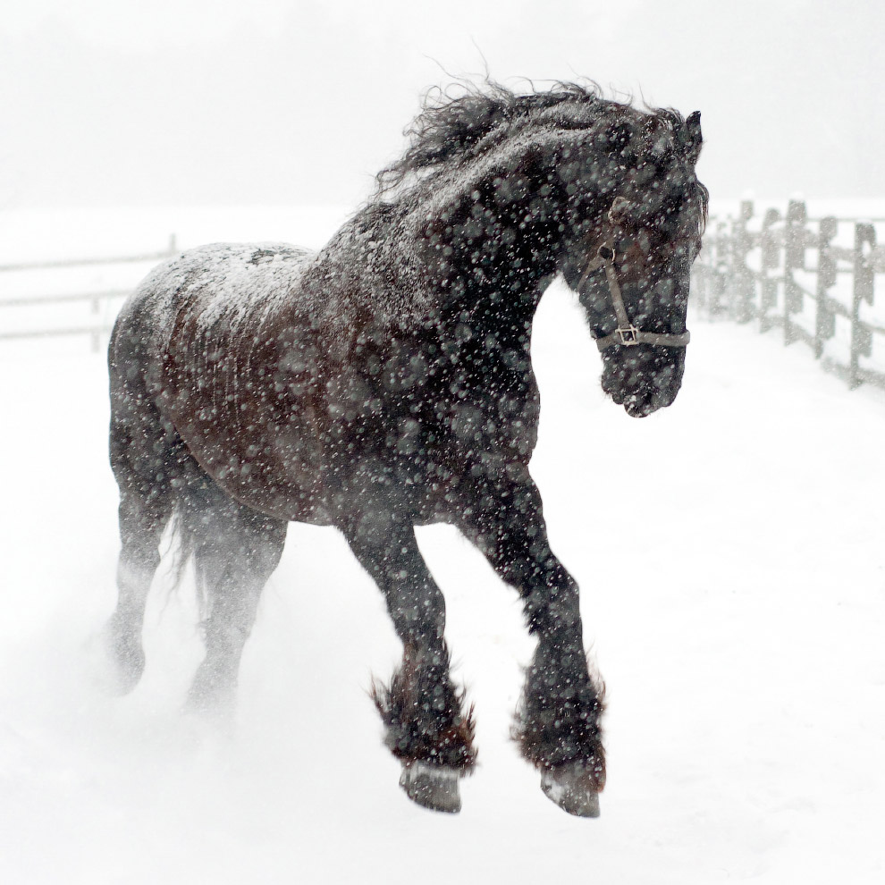 Они остались зимовать