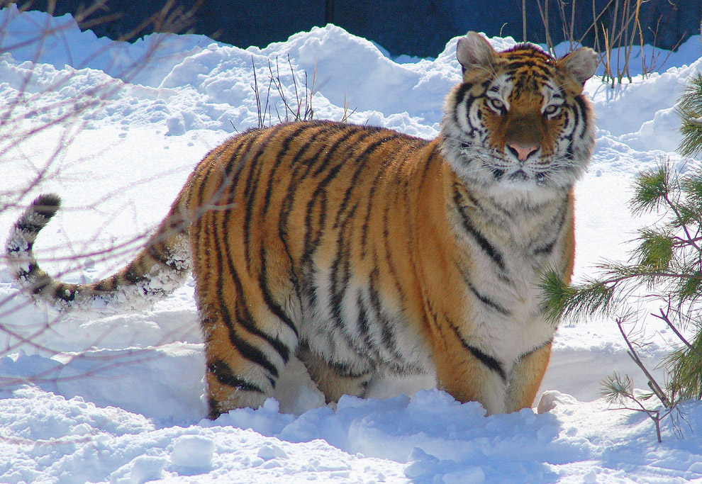 Они остались зимовать