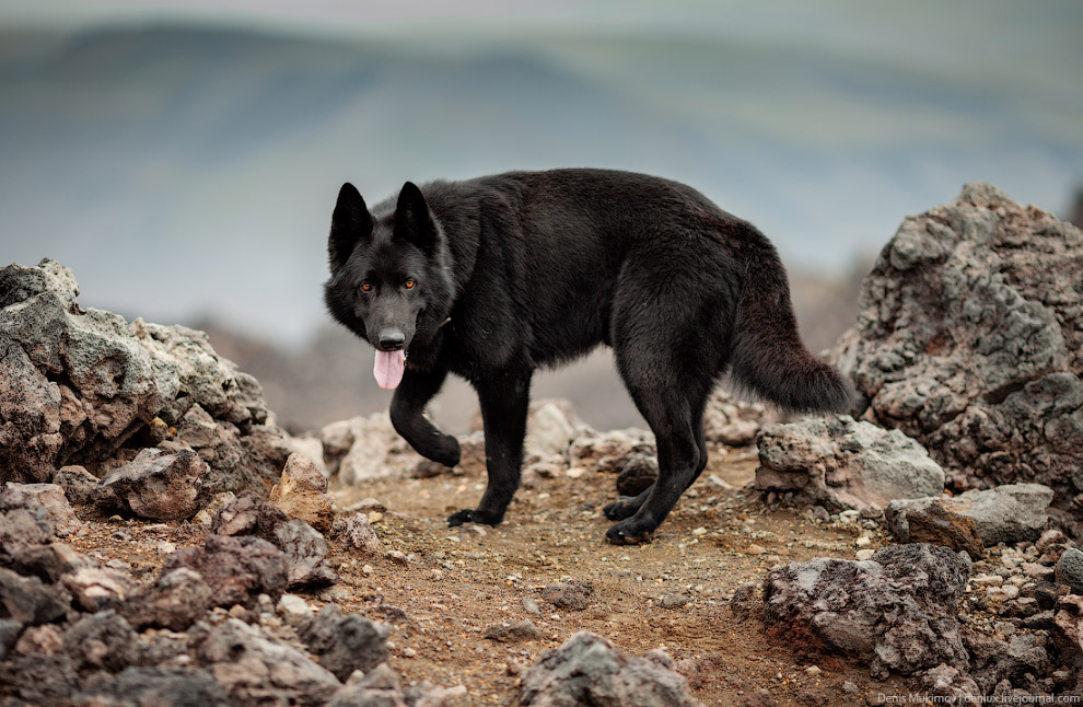 Вулкан Горелый на Камчатке Вулкан Горелый на Камчатке