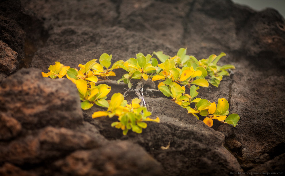 Вулкан Горелый на Камчатке Вулкан Горелый на Камчатке