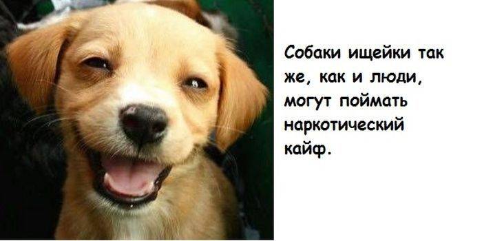 Кучка бесполезных фактов