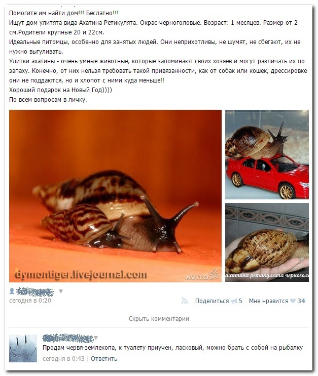 Смешные комментарии из социальных сетей