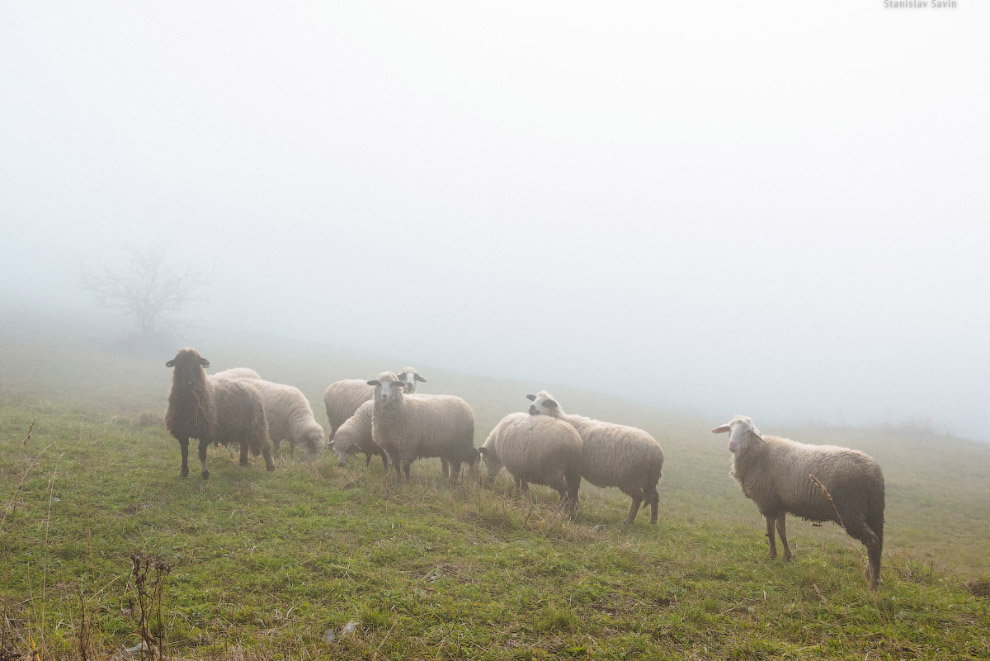 Большое путешествие по Сербии