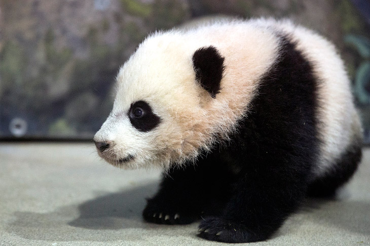 Животные, которые делают новости