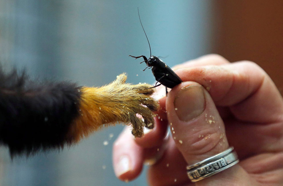 Животные, которые делают новости