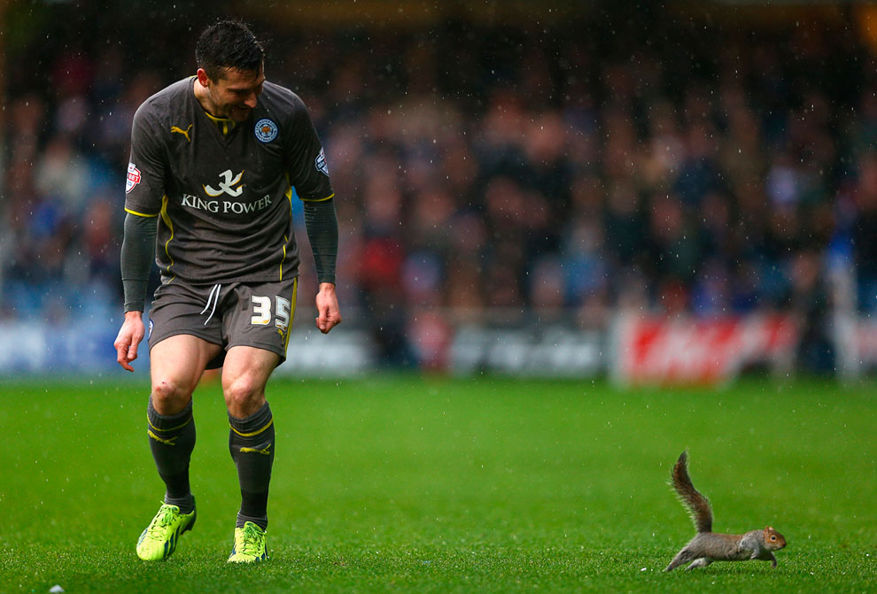 Животные, которые делают новости