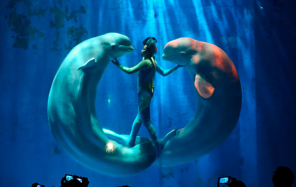 Животные, которые делают новости