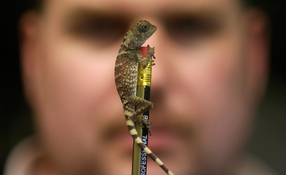 Животные, которые делают новости