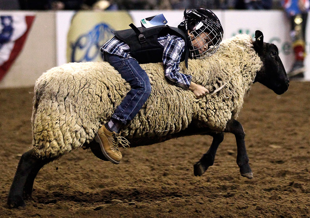 Животные, которые делают новости