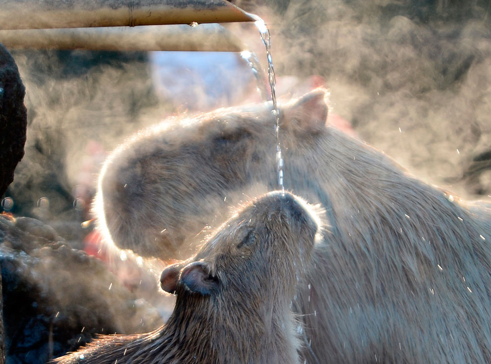 Животные, которые делают новости