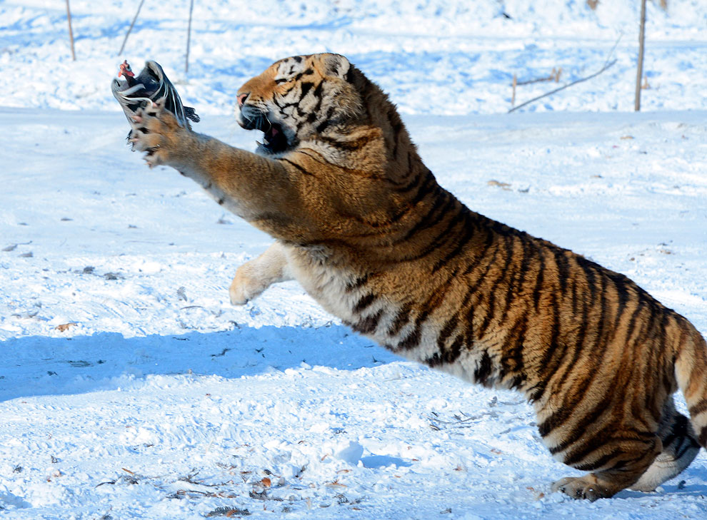 Животные, которые делают новости