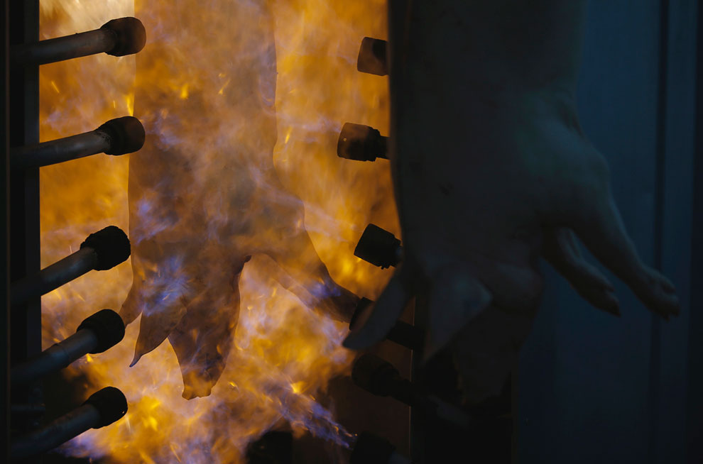 Животные, которые делают новости